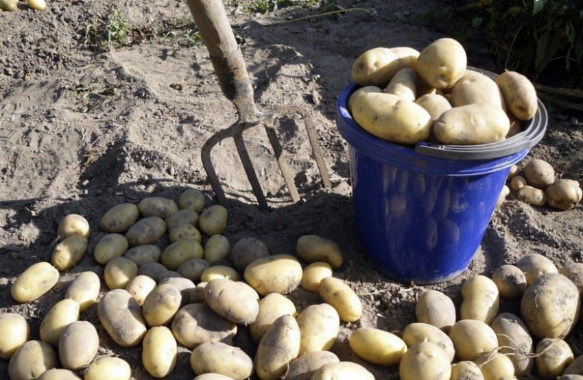 Збирання врожаю