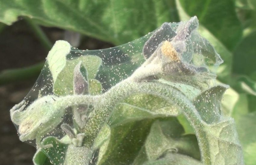 Павутинний кліщ Павутинний кліщ