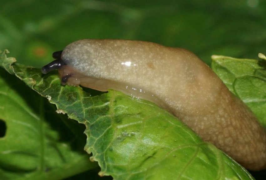 Слимаки Слимаки