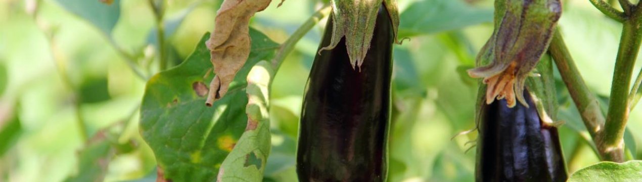 Що робити, якщо листя на баклажанах у теплиці жовтіють