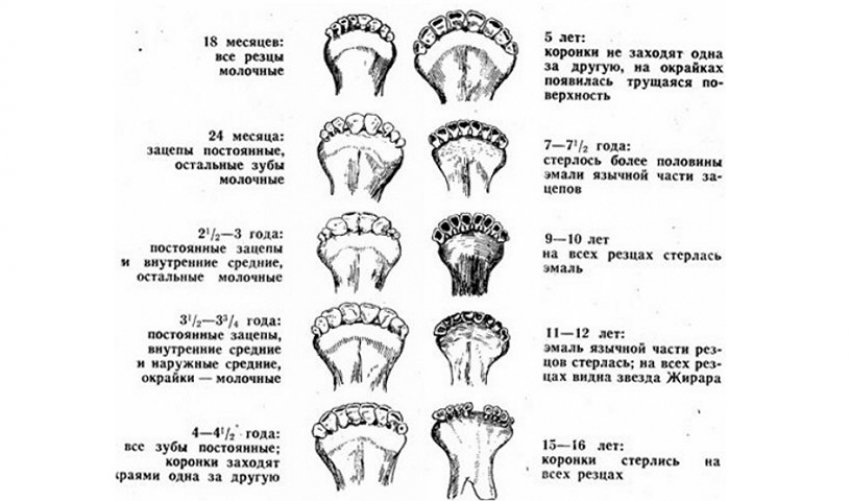 Узнать возраст. Определение возраста крупного рогатого скота. Возраст крупного рогатого скота по зубам. Как определить Возраст КРС по зубам. Определение возраста крупного рогатого скота по зубам.