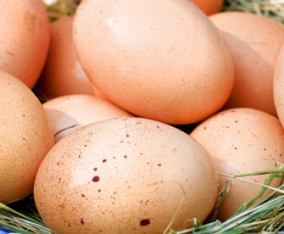 Чи можуть нести яйця курки без півнів?