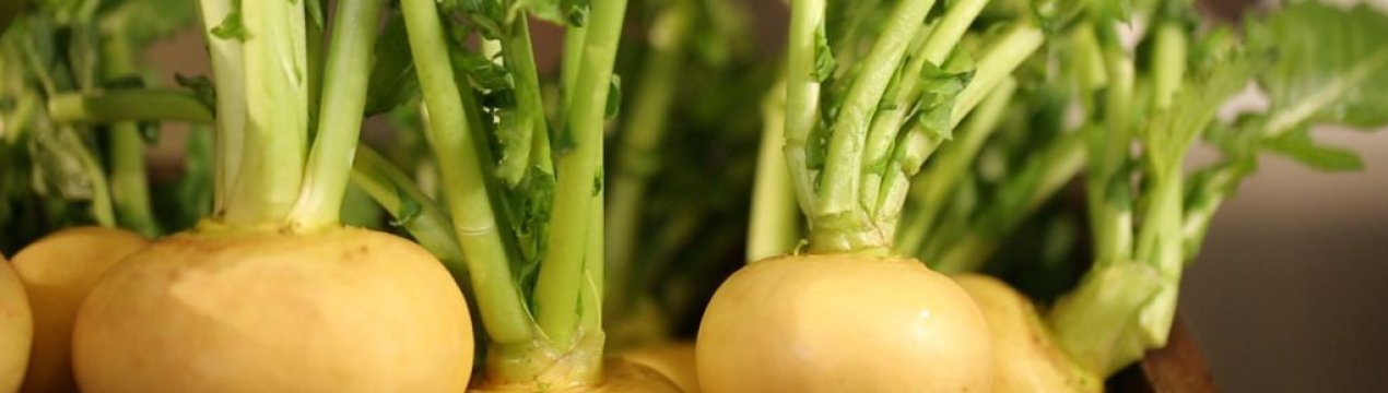 Корисні властивості ріпи для жіночого організму