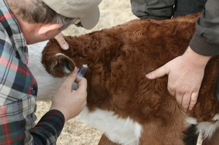 Вакцинація телят Вакцинація телят