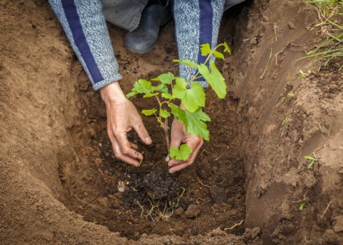 Як і коли садити виноград восени