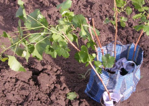 Как и когда сажать виноград весной?