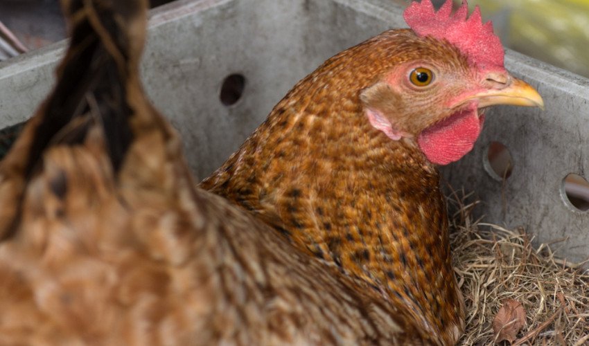 Курка на гнізді Курка на гнізді