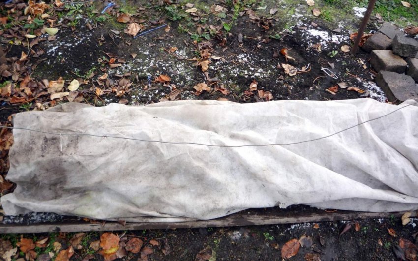 Як укрити саджанці винограду, посаджені восени Як укрити саджанці винограду, посаджені восени