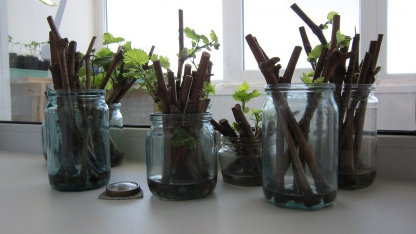 Як правильно посадити виноград чубуками восени Як правильно посадити виноград чубуками восени