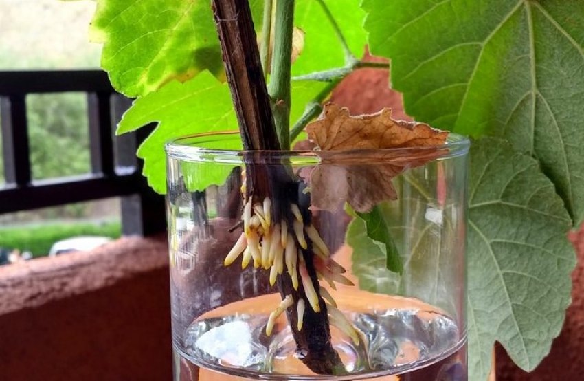 Укорінення пагонів Укорінення пагонів