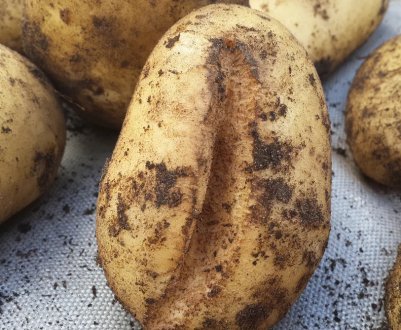 Чому картопля тріскається в землі і що при цьому робити