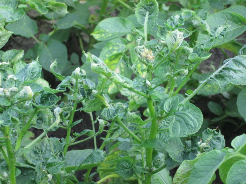 Вірус скручування листків Вірус скручування листків