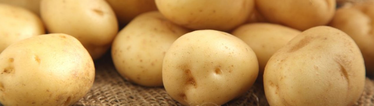 Картопля Луговський: опис, врожайність, вирощування і догляд