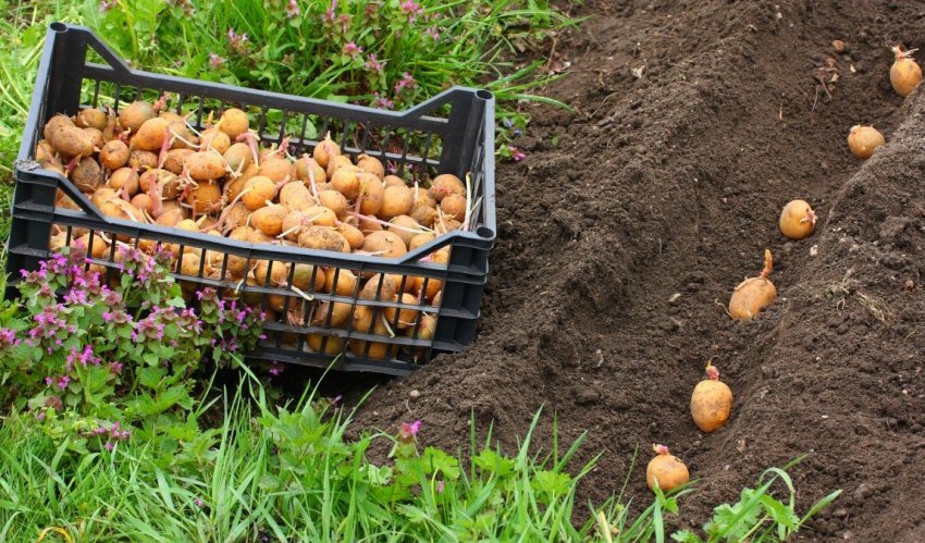 Посадка картоплі Посадка картоплі