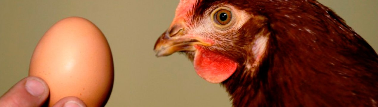 Чому кури не несуться: причини і методи вирішення проблеми