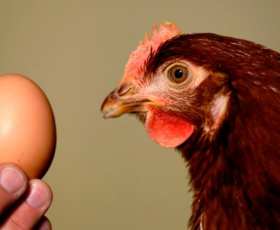 Чому кури не несуться: причини і методи вирішення проблеми