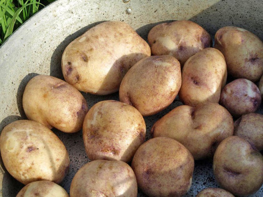 Сбор и хранение урожая синеглазки Сбор и хранение урожая синеглазки