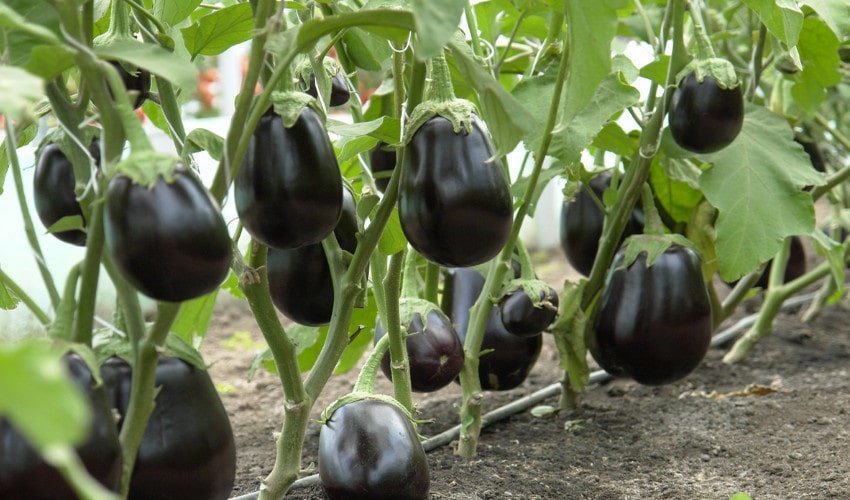 Баклажан Клорінда Баклажан Клорінда