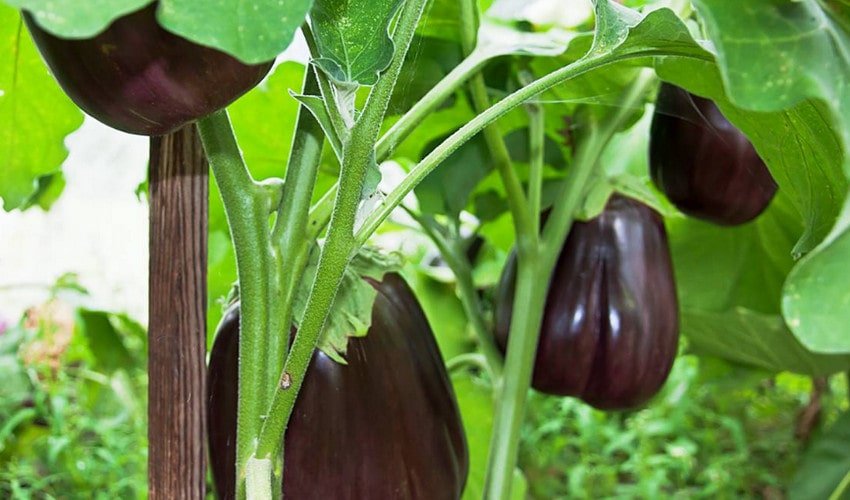 Баклажан Клорінда Баклажан Клорінда