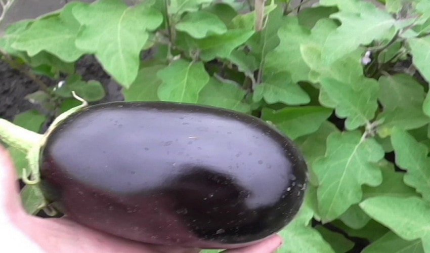 Баклажан Клорінда Баклажан Клорінда