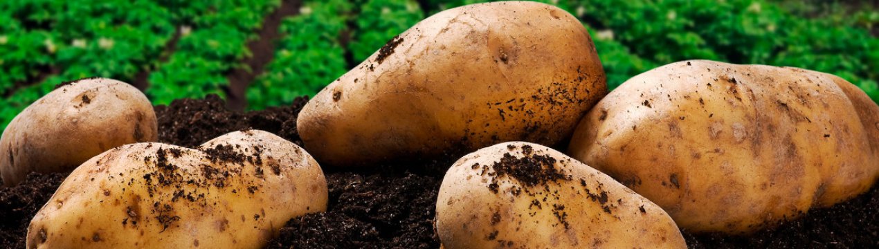 Як боротися з паршею на картоплі