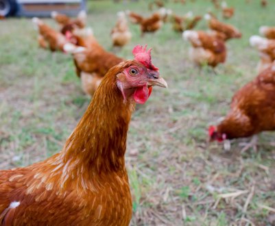 Чому кури клюють один одного до крові і що при цьому робити