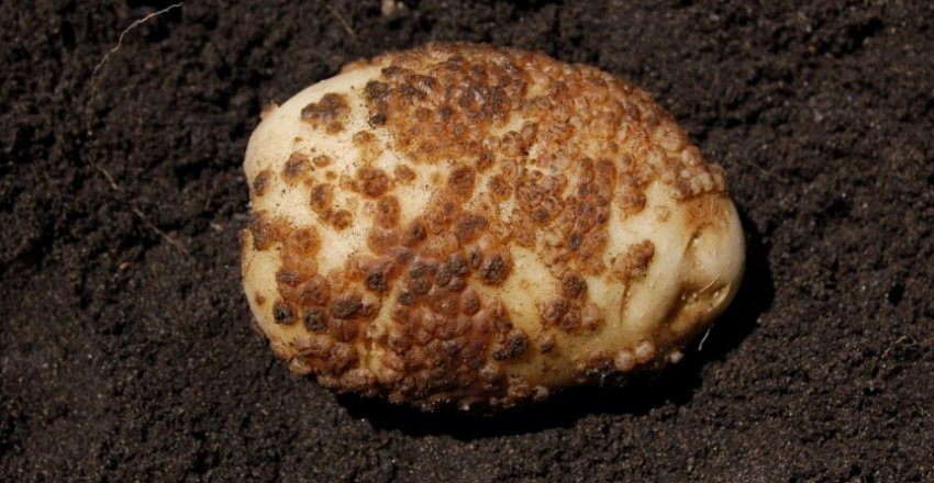 Порошистая парша картоплі