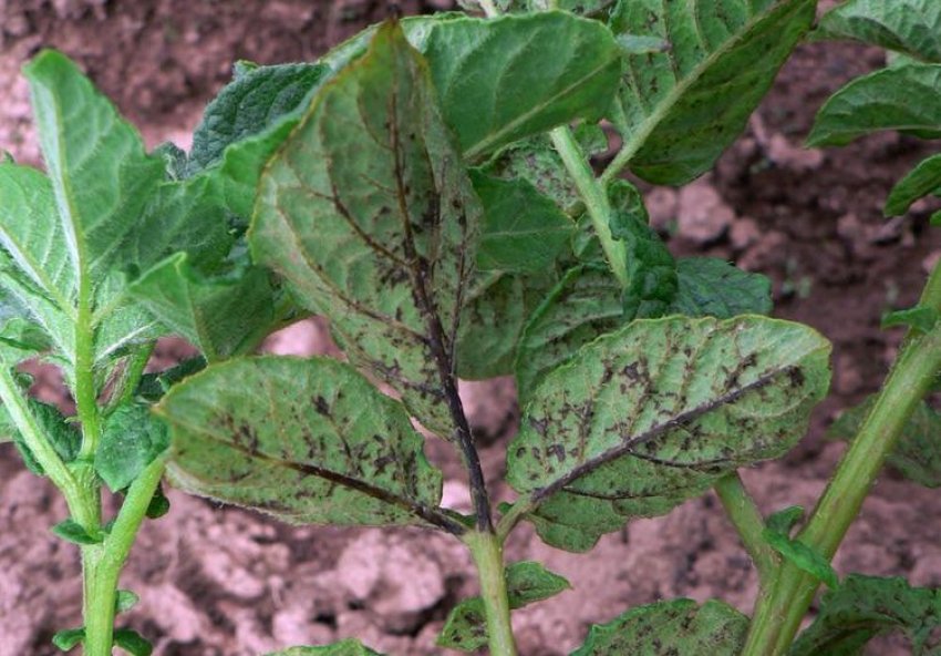 Залізиста мозаїка Залізиста мозаїка