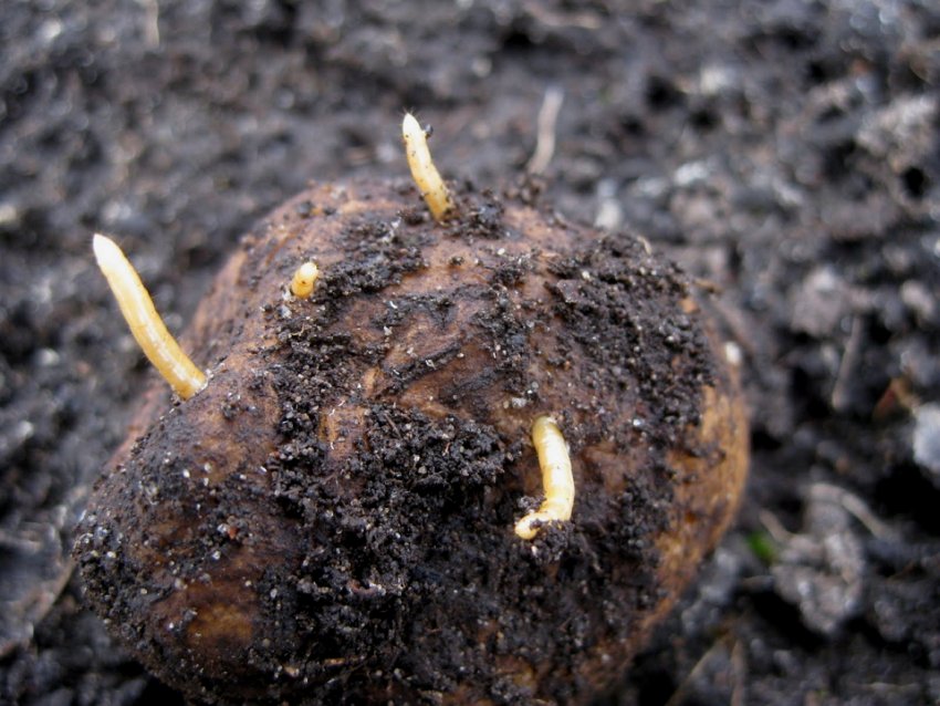 Дротянки в картоплі Дротянки в картоплі