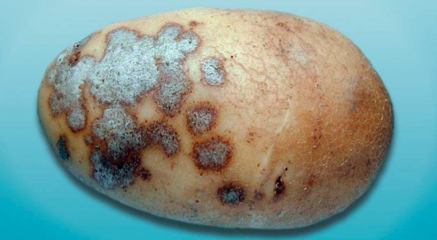 Срібляста парша картоплі