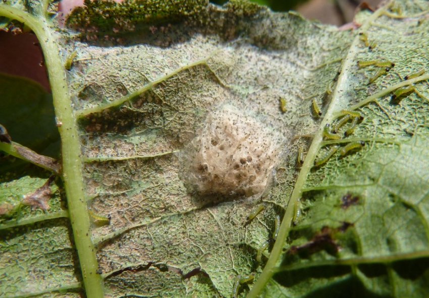 Картопляна міль Картопляна міль