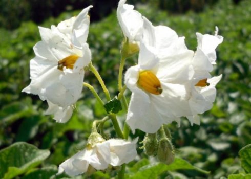 Обрывать ли цветы у картофеля?