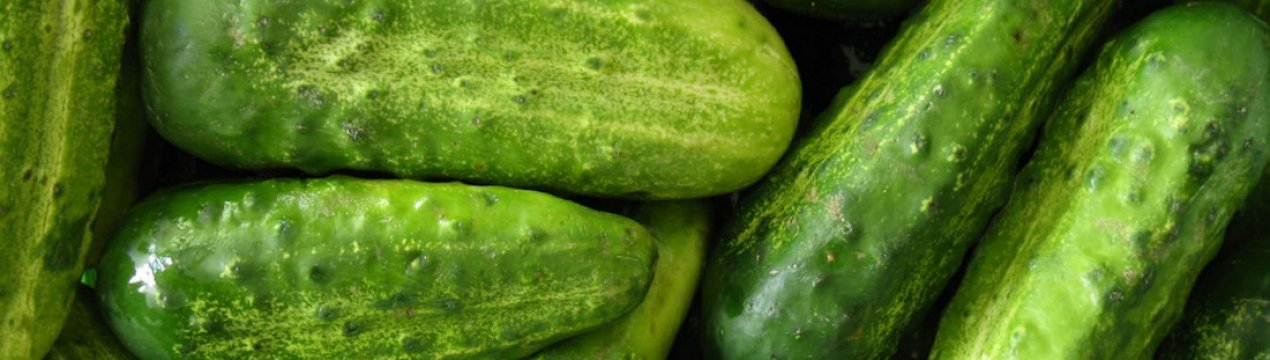 Як вирощувати огірки взимку в теплиці