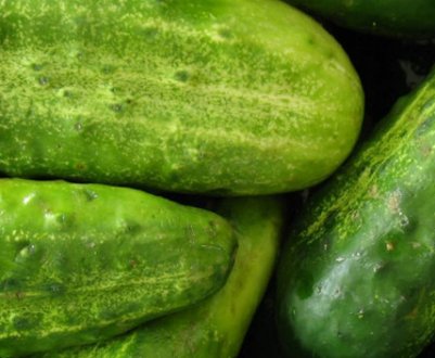 Як вирощувати огірки взимку в теплиці