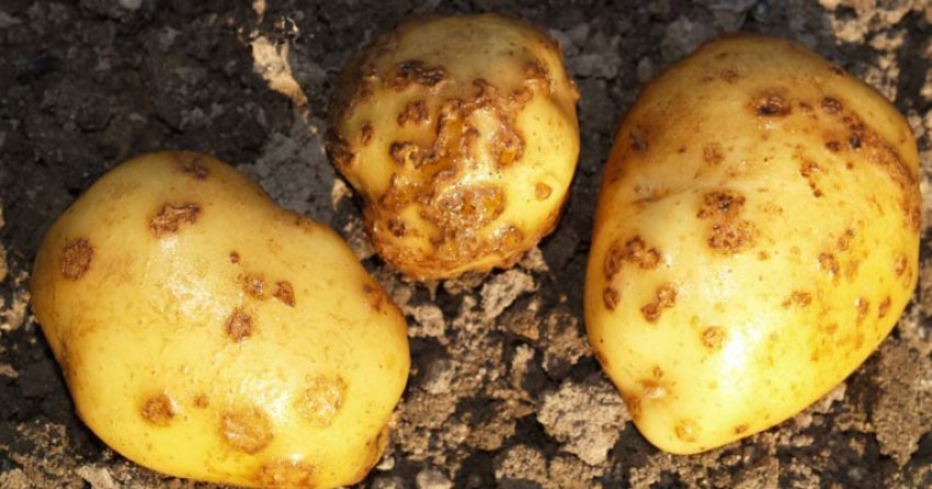 Парша картоплі