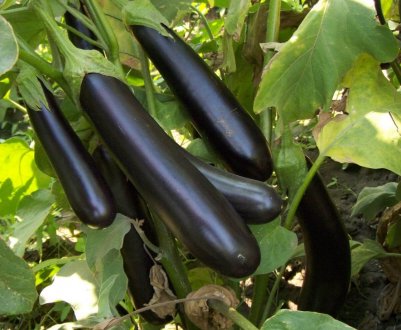 Баклажан Ілля Муромець: опис сорту