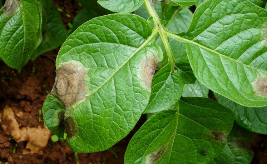 Фітофтороз картоплі Фітофтороз картоплі