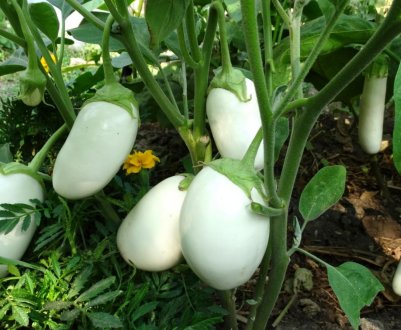 Гібриди білих баклажанів