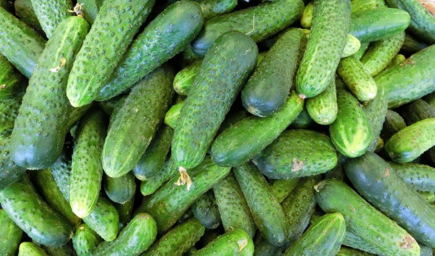 Огірки Огірки