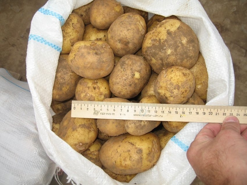 Цена На Картофель В Нижегородской Области