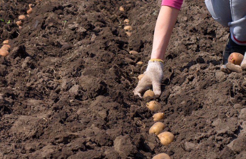 Оптимальні строки посадки