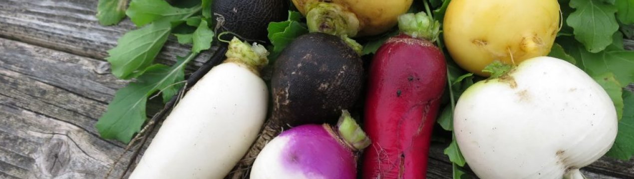 Вибір кращих сортів ріпи