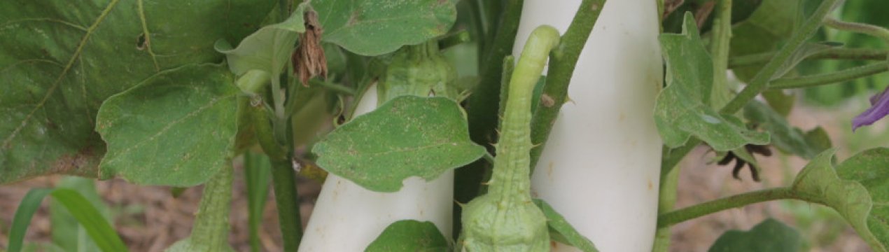 Баклажан Смак грибів: особливості вирощування