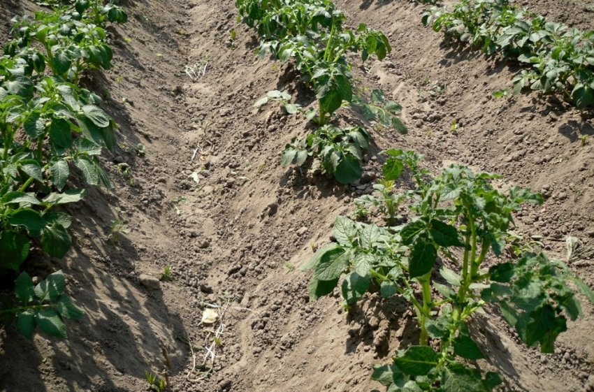 Підгортання і розпушування грунту