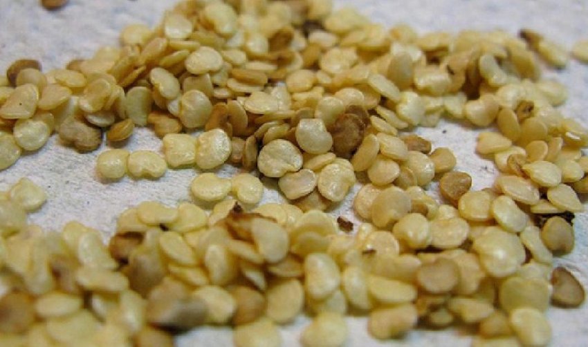 Насіння баклажан Насіння баклажан