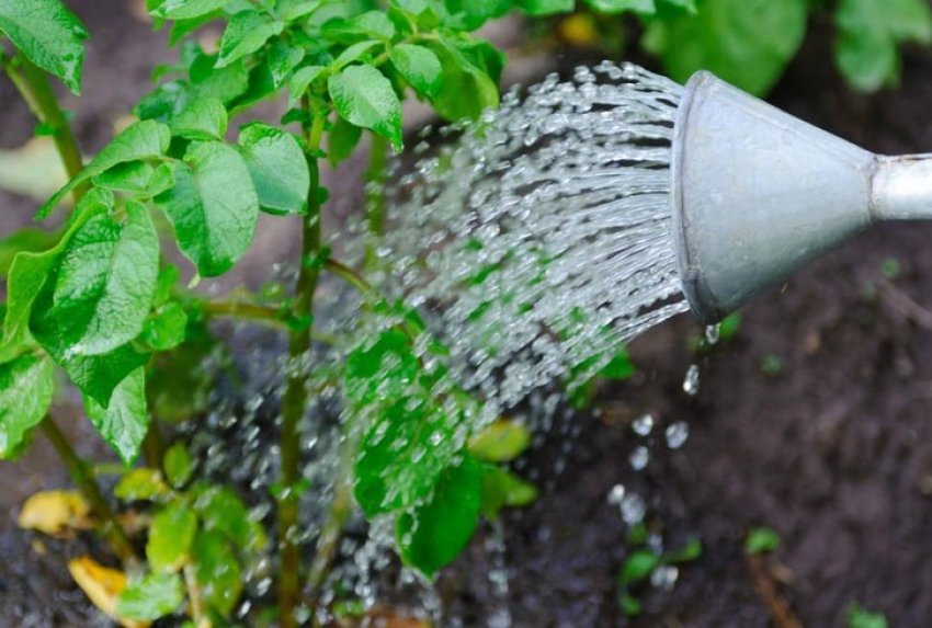 Полив картоплі