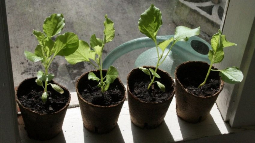 Розсада баклажанів Розсада баклажанів