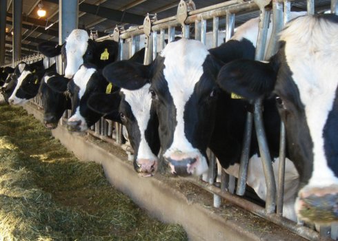 Корови голштинської породи: опис, догляд і годування