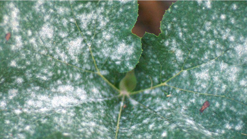 Борошниста роса на баклажанах Борошниста роса на баклажанах