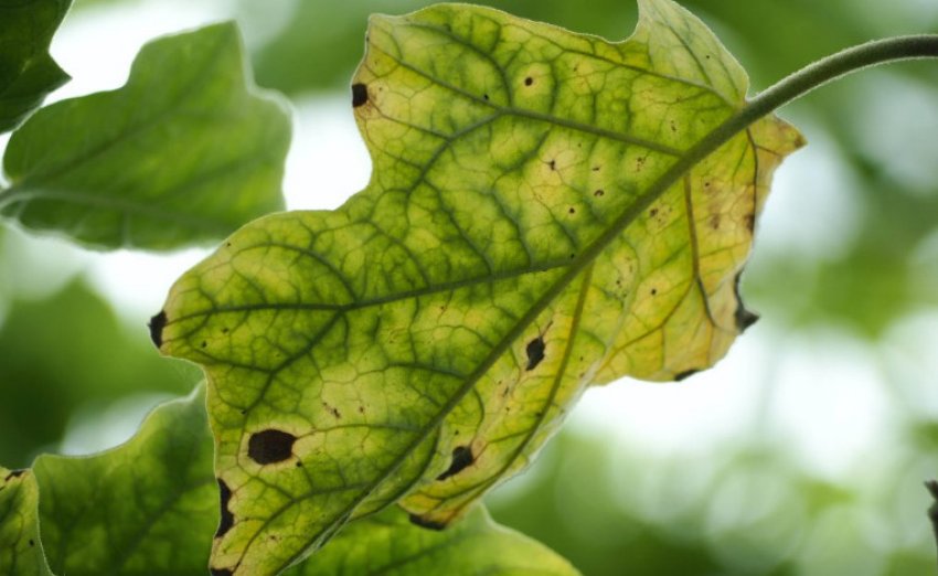 Фузаріозне в'янення баклажанів Фузаріозне в'янення баклажанів